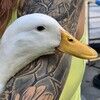 ducky4991